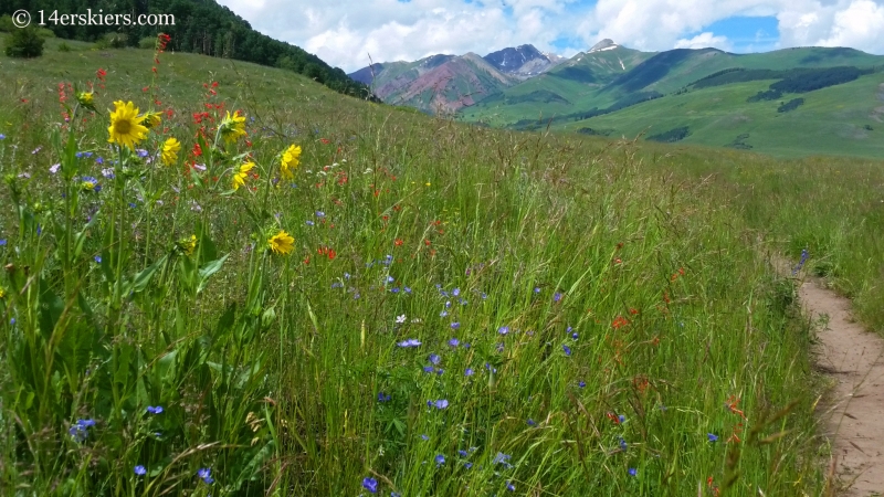 Wildflowers on the East River trail in Crested Butte