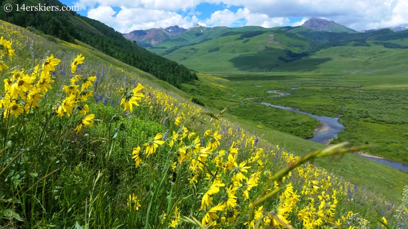 Wildflowers on the East River trail in Crested Butte