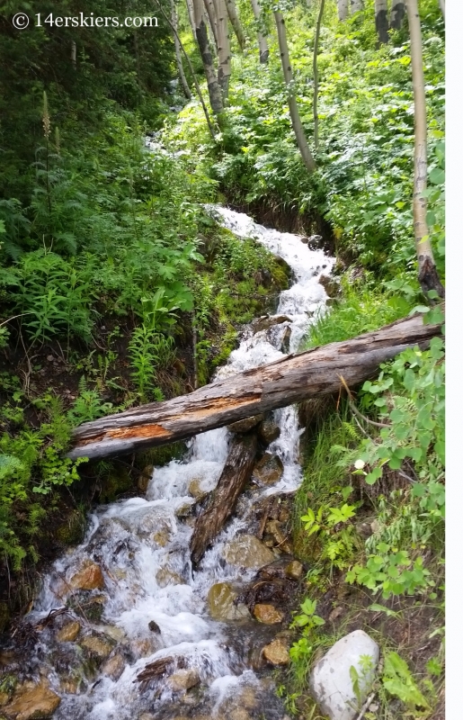 Stream passing through the East Brush Creek Trail