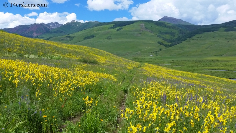 Wildflowers on the Brush Creek trail in Crested Butte
