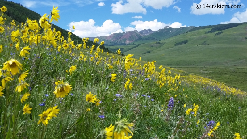 Wildflowers on the Brush Creek Trail in Crested Butte