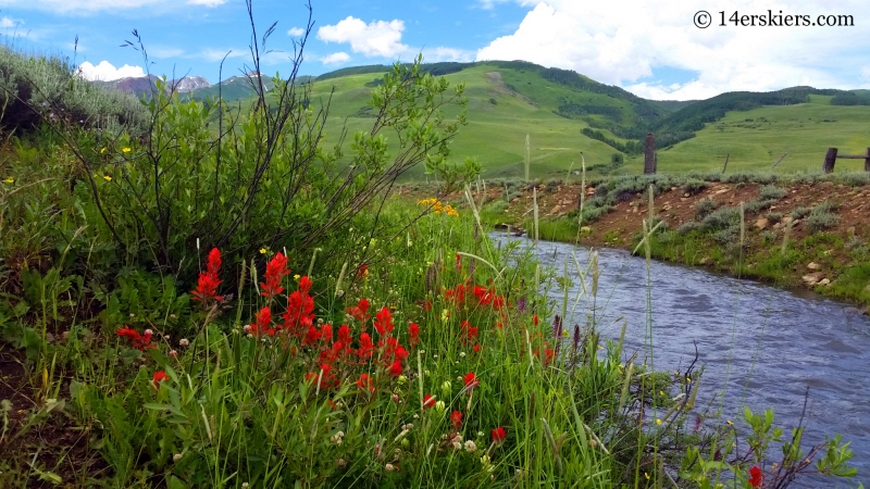 Wildflowers on the Brush Creek Trail in Crested Butte
