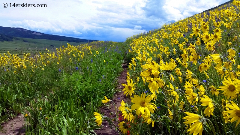 Wildflowers on the East River trail in Crested Butte