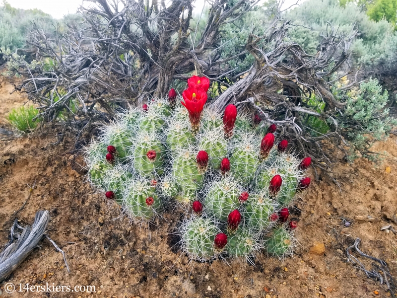 Claret Cups on the Buzzard Gulch Trails near Montrose, CO.