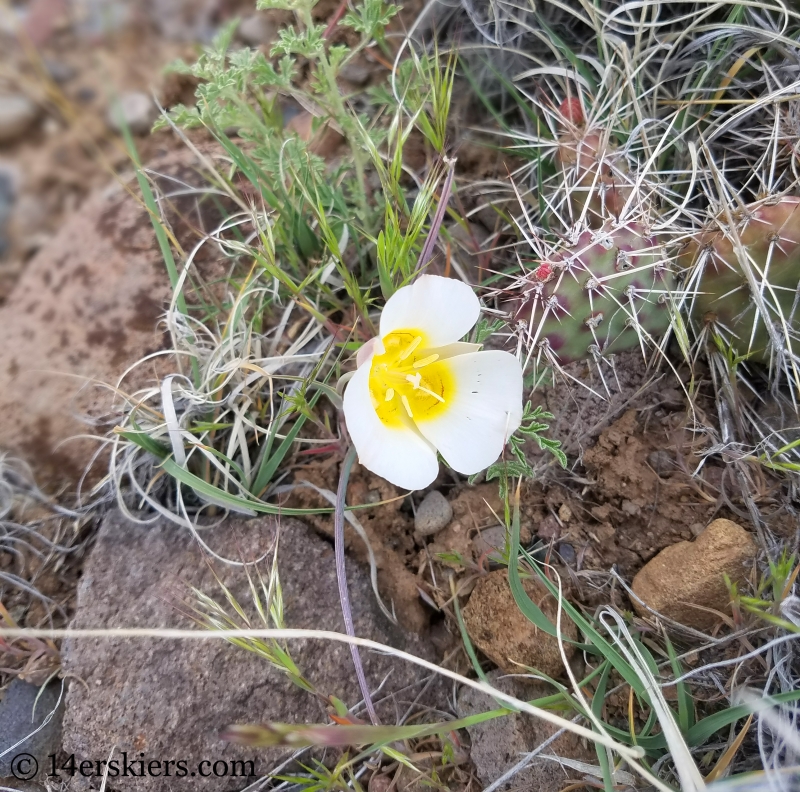 desert lily of some sort in Colorado.