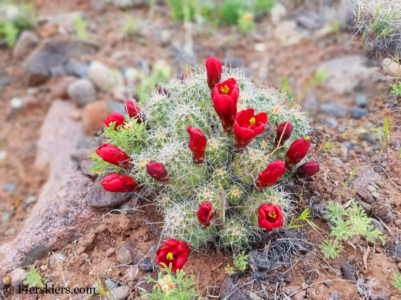 Claret cups on the Buzzard Gulch Trails near Montrose, CO.