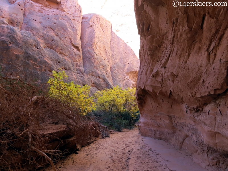 Arches canyon