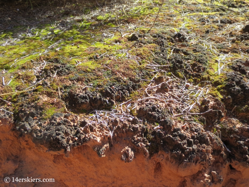 cryptobiotic soil