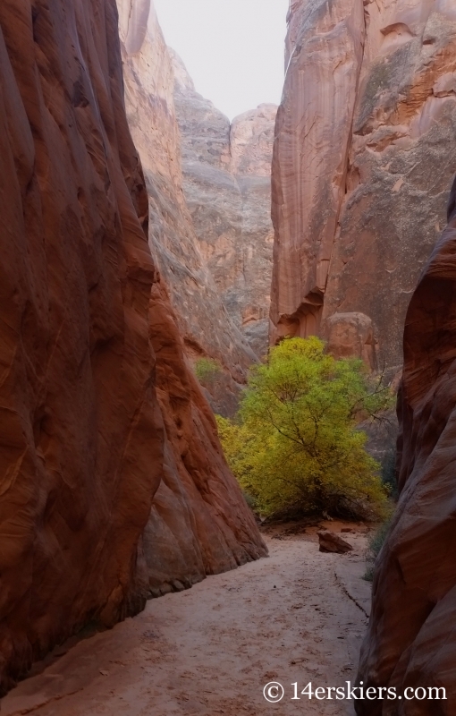 Lost and Found canyon, Arches National Park.