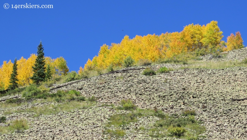 fall trees while hiking Carbon Creek near Crested Butte