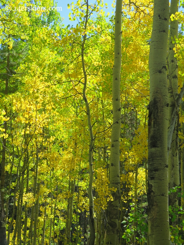 fall trees while hiking Carbon Creek near Crested Butte