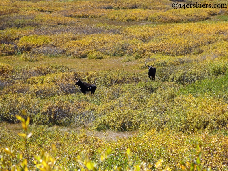 moose in the san juans colorado