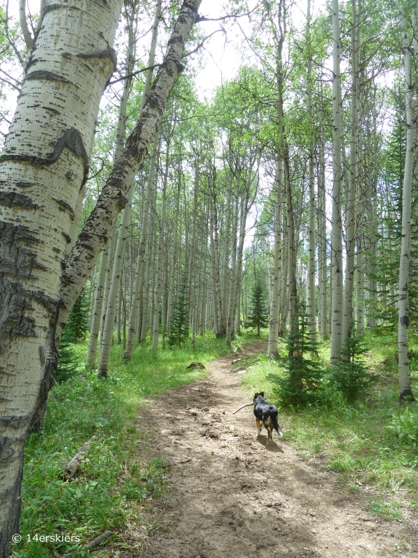 Hiking Cliff Creek trail to Beckwith Pass near Crested Butte, CO.