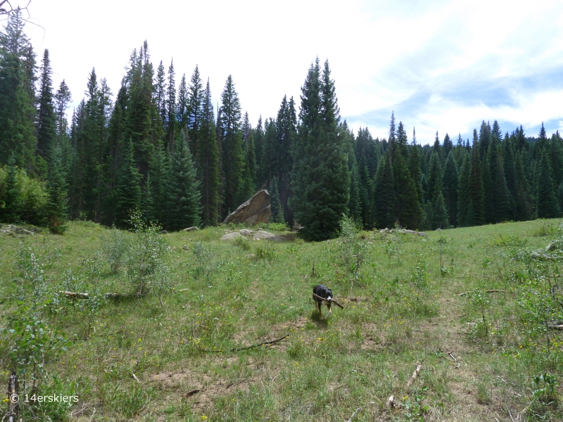 Hiking Cliff Creek trail to Beckwith Pass near Crested Butte, CO.