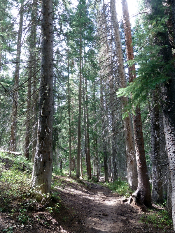 Hiking Cliff Creek trail to Beckwith Pass near Crested Butte, CO.