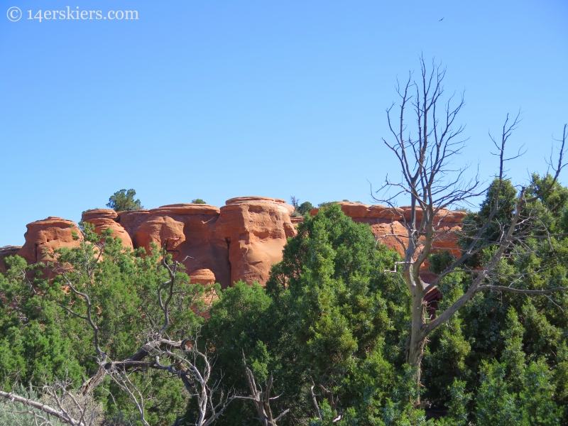 Red and green in the Colorado National Monument.