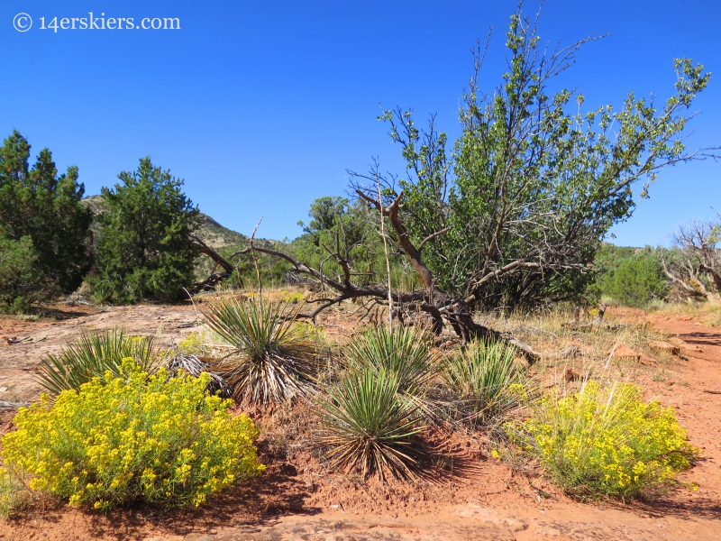 Enjoying the desert scenes on Otto's Trail at the Colorado National Monument.