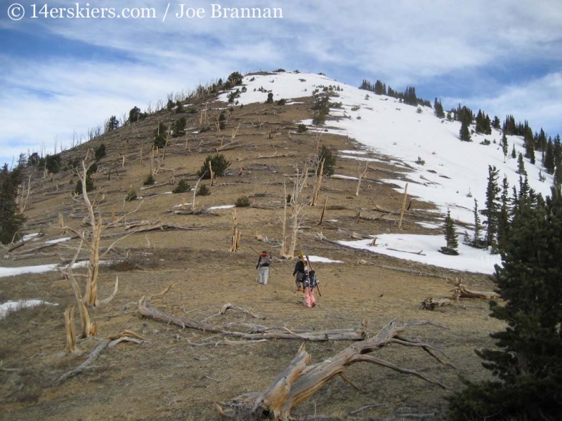 Dead forest on Mount Columbia.