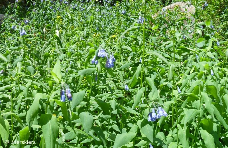 Copley Lake Hike near Crested Butte, CO.