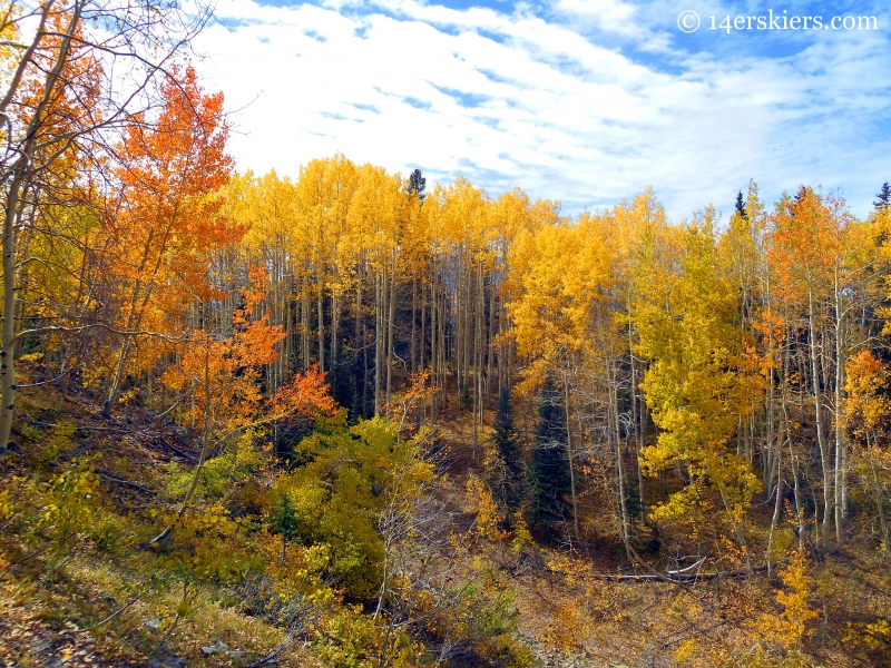 Rainbow of colors on a fall ride on the Dyke Trail near Crested Butte, CO