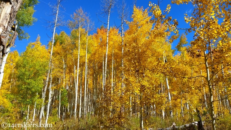 Aspens on the Dyke Trail near Crested Butte in the fall. 