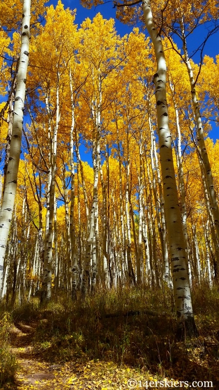 Aspens on the Dyke Trail in Crested Butte