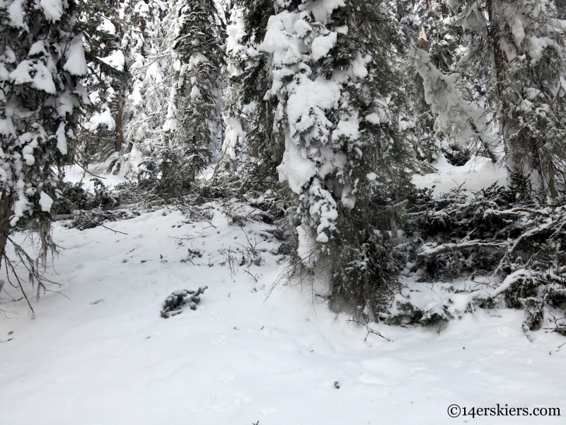 downed trees too much snow