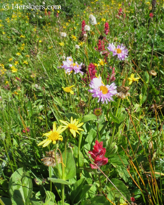 Wildflowers near East Maroon Pass
