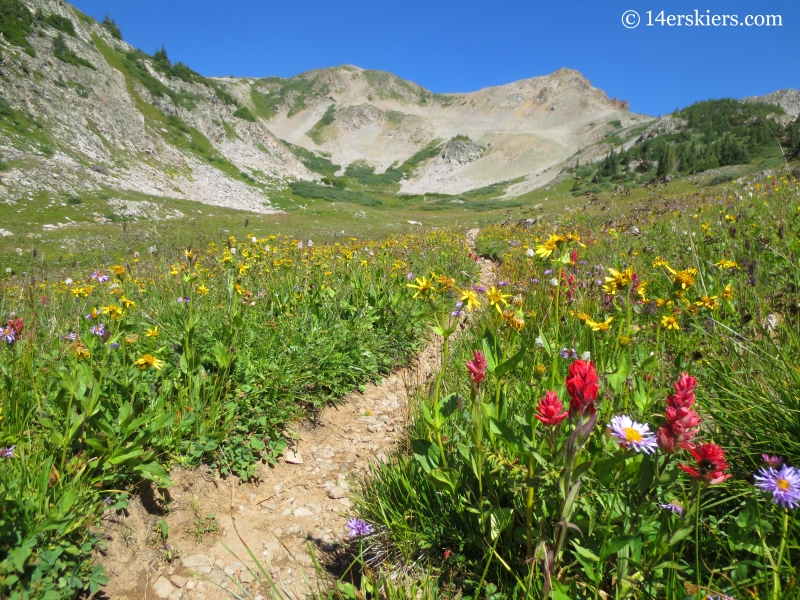 Alpine wildflowers dominate the high meadows on East Maroon Pass.