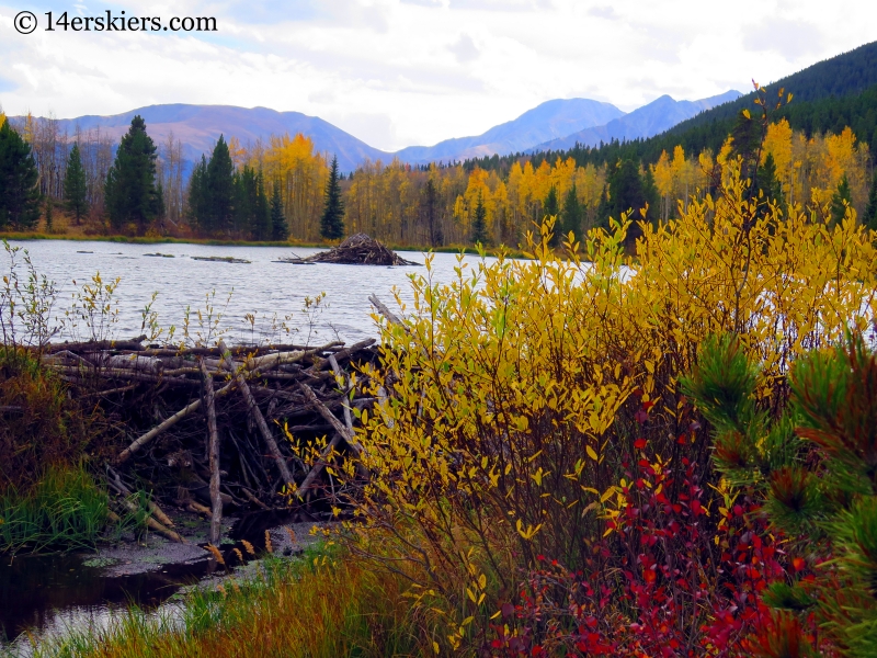 Beaver Ponds on the Colorado Trail