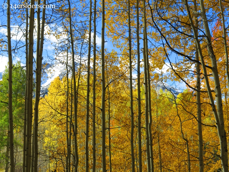 Mountains through a rainbow of trees near Crested Butte