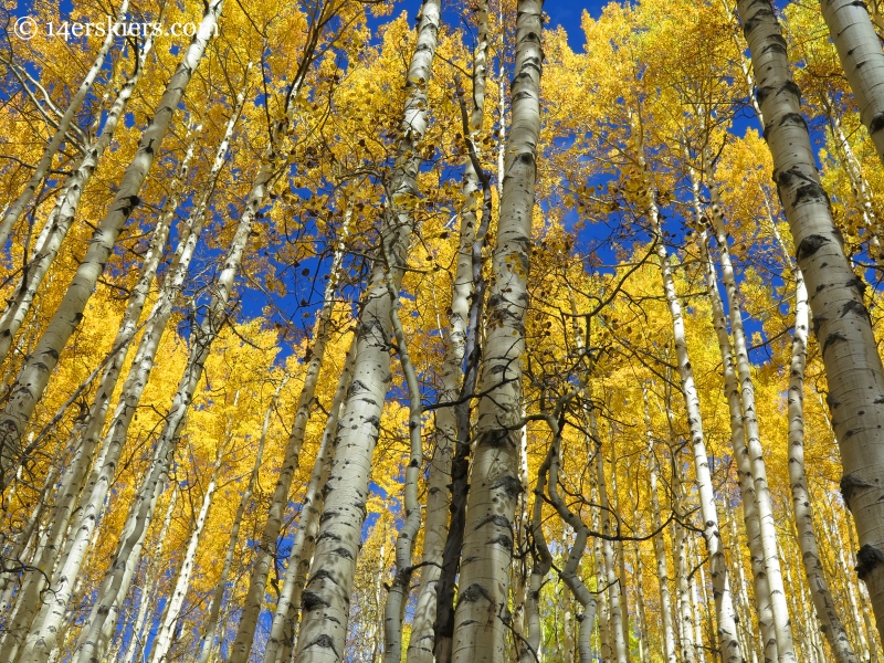 golden aspens in the fall in Crested Butte