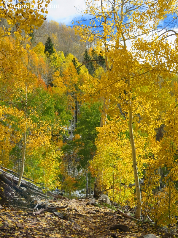 aspens in the fall near Crested Butte