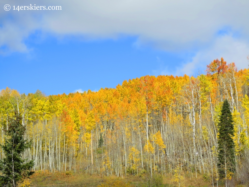 aspens in the fall near Crested Butte