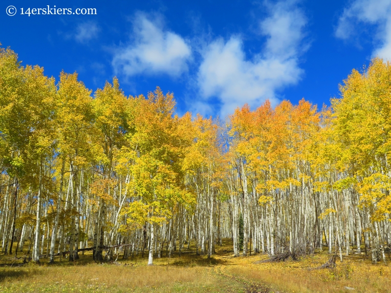 aspens in fall near Crested Butte