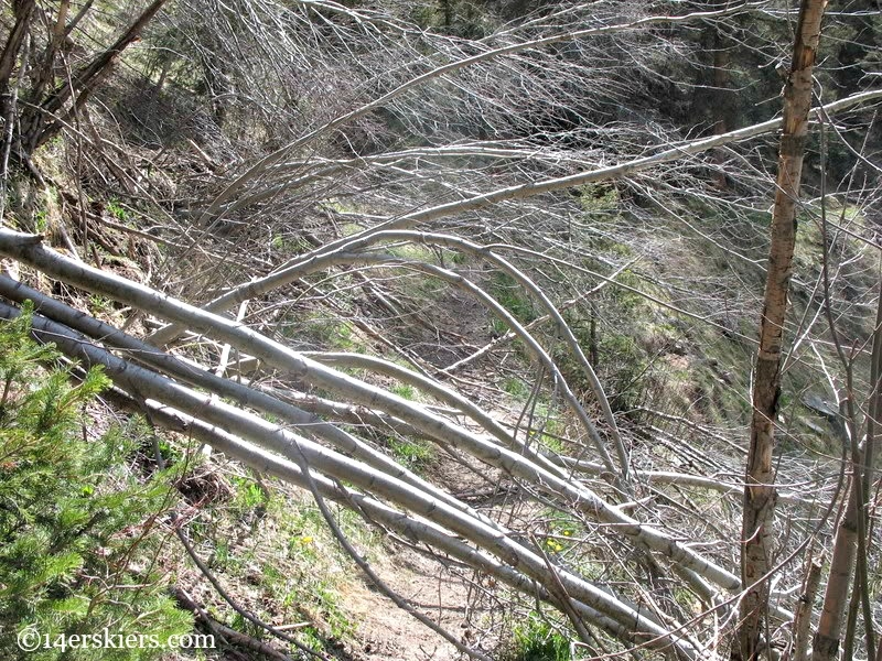 Trail to Chicago Basin blocked by avalanche debris.