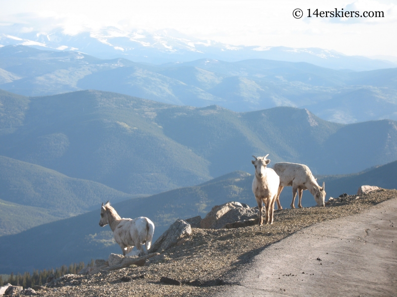 Mountain Goats on Mount Evans