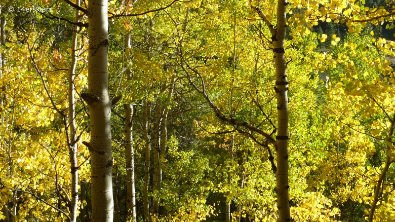 Fall colors in Crested Butte