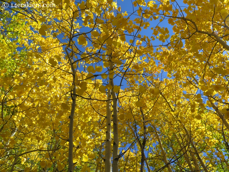 fall in Crested Butte