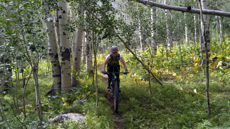 aspen forest riding near gunnison