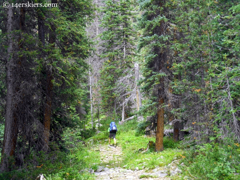 Lush forest at Fossil Ridge Wilderness