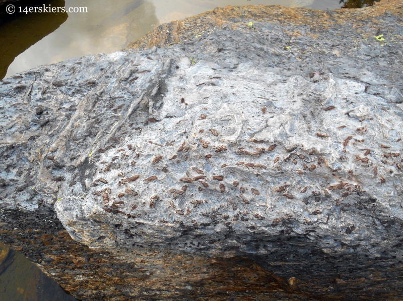 igneous rock in the Fossil Ridge Wilderness