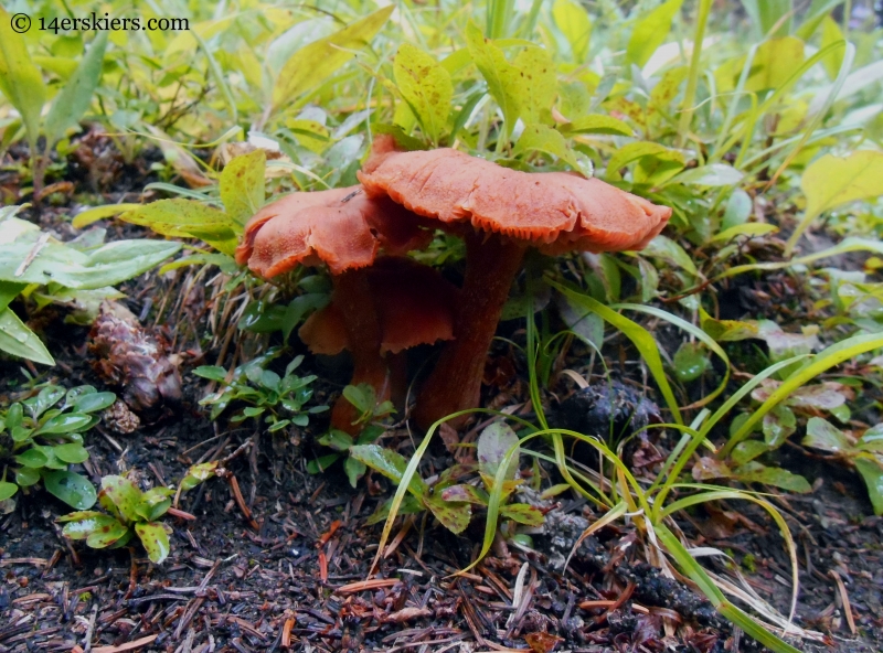 Mushrooms at Lamphier Lake in the Fossil Ridge Wilderness