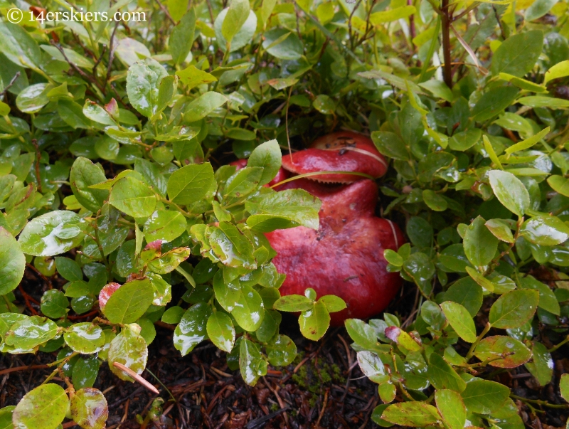 mushroom while backpacking in the Fossil Ridge Wilderness