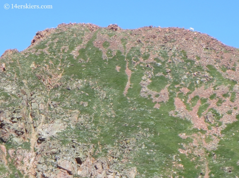 Mountain Goat in the Gore Range. 