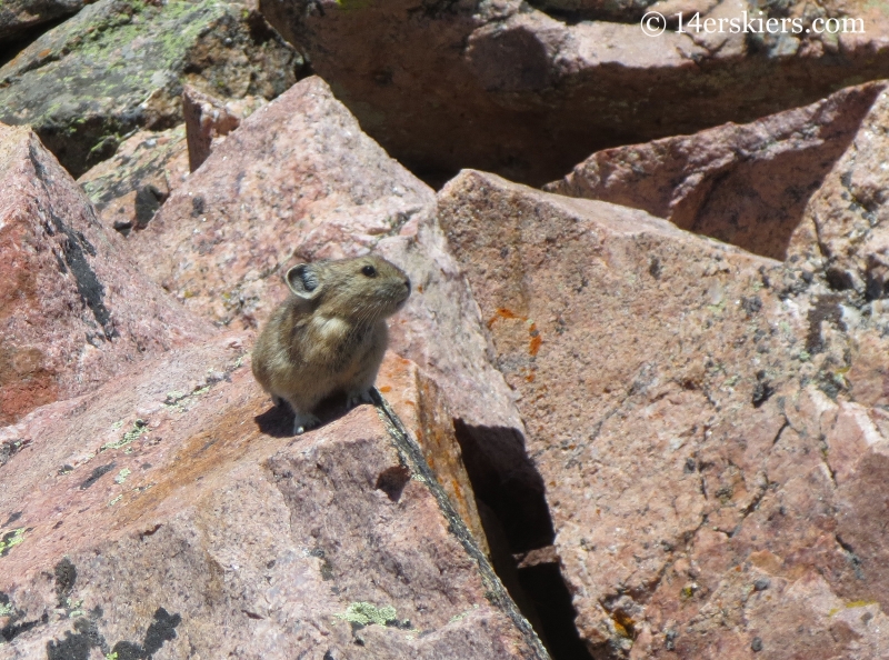 Pika