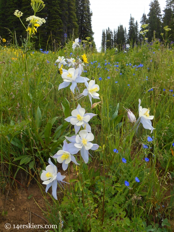 Columbine near Crested Butte, CO