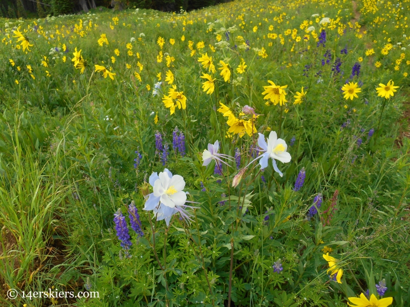 Aspen sunflowers and columbine near Crested Butte, CO