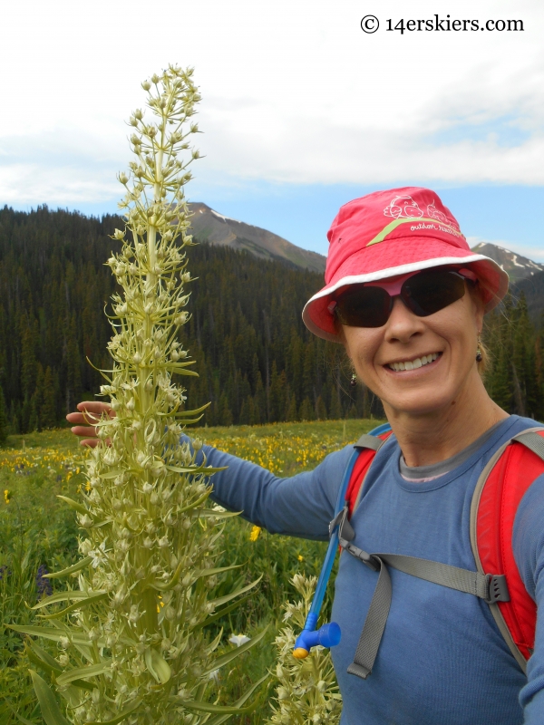 Monument flower, or Green Gentian near Hasley Pass, Crested Butte