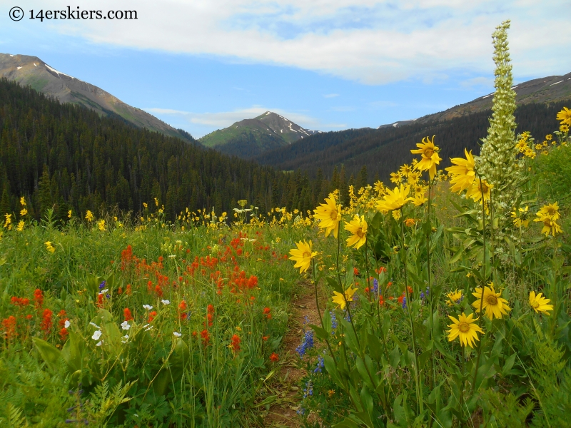 Hasley Pass wildflowers